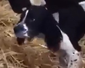pensano sia una mucca