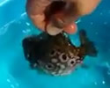 pesce palla