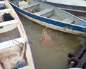 Piranhas in Brasile