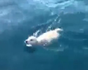 Salvataggio in mare