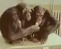 scimmie sono migliori degli umani