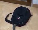 serpente nello zaino