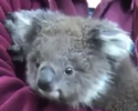 Video Animali Teneri