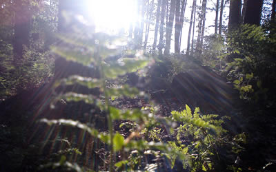 foreste 2