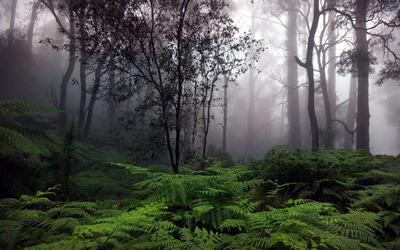 foreste 3
