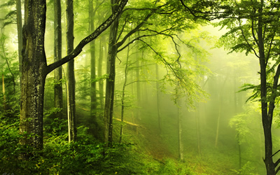 foreste 4