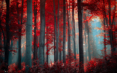 foreste 5