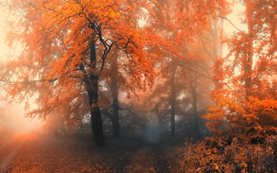foreste 6