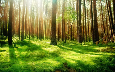 foreste 7