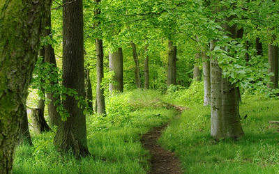 foreste 10