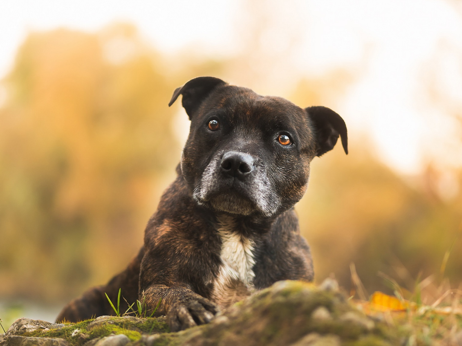 Vota Il cucciolo pi bello