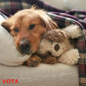 Vota Il cucciolo pi bello