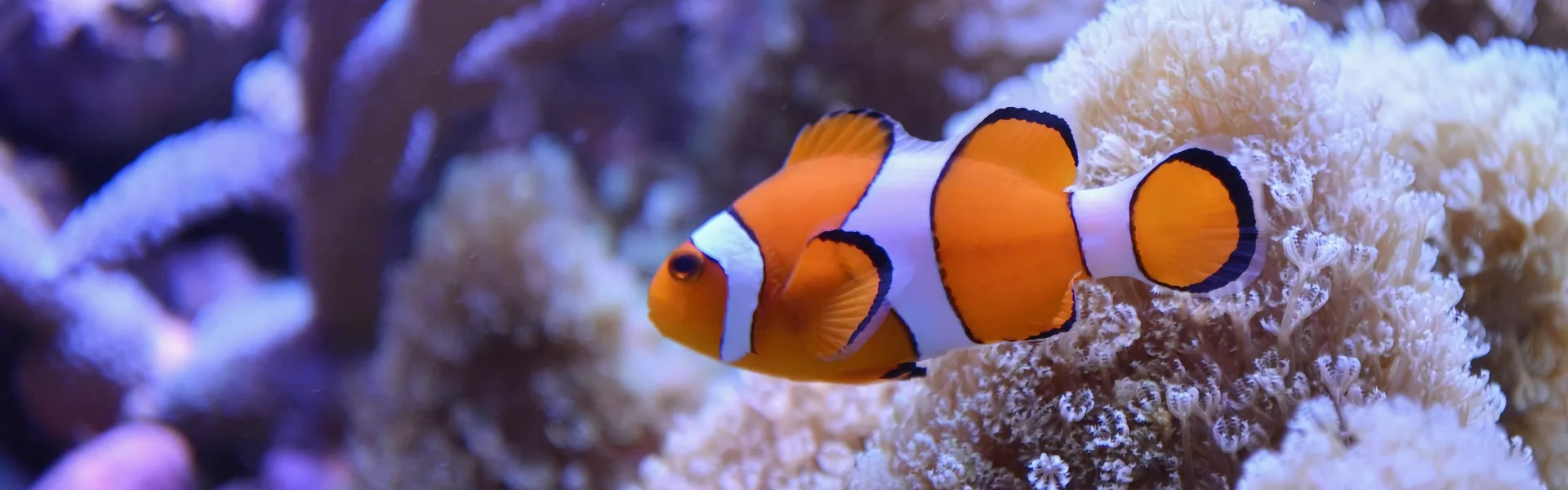 Antistress Fish in Your Website