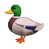 Icone animate