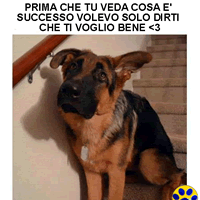 immagini divertenti