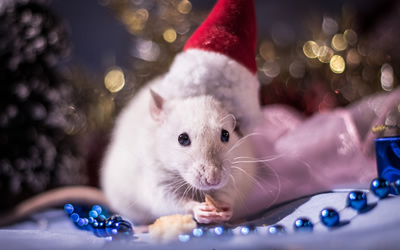 Sfondi 4k di Natale
