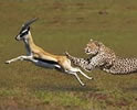 Wild life