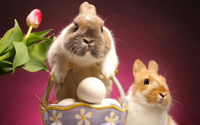 immagini buona pasqua 25