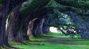 Fate come gli alberi