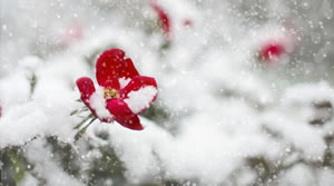 Come un fiore
