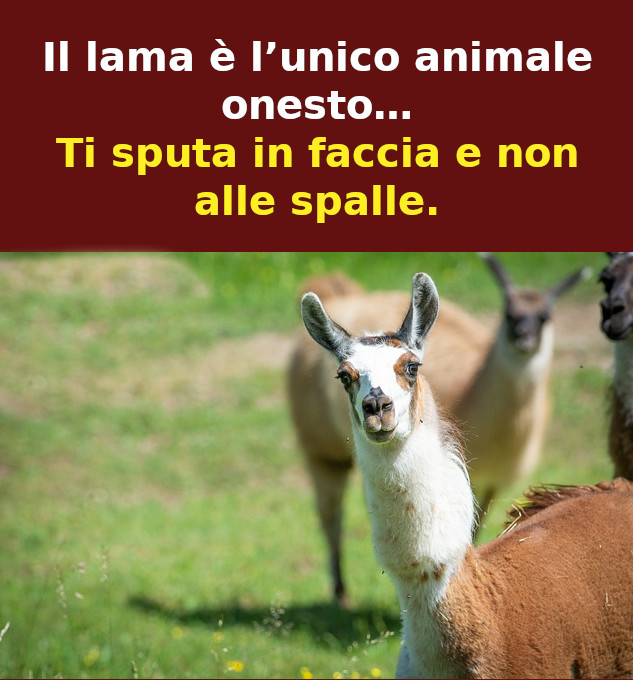 il lama