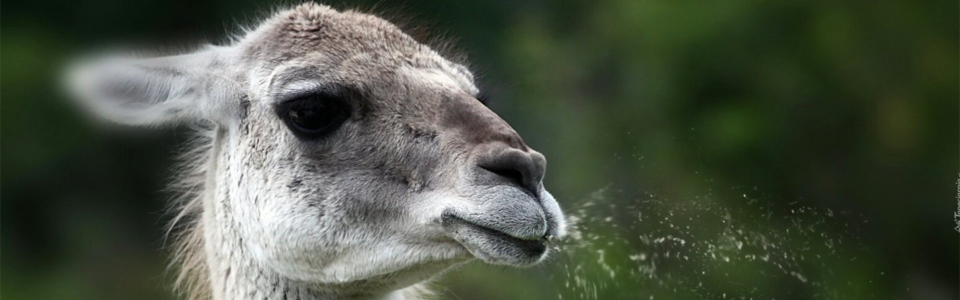 Il lama è l'unico animale onesto