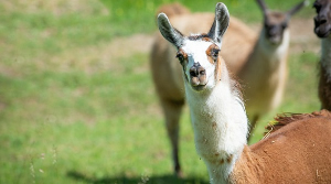 Il lama