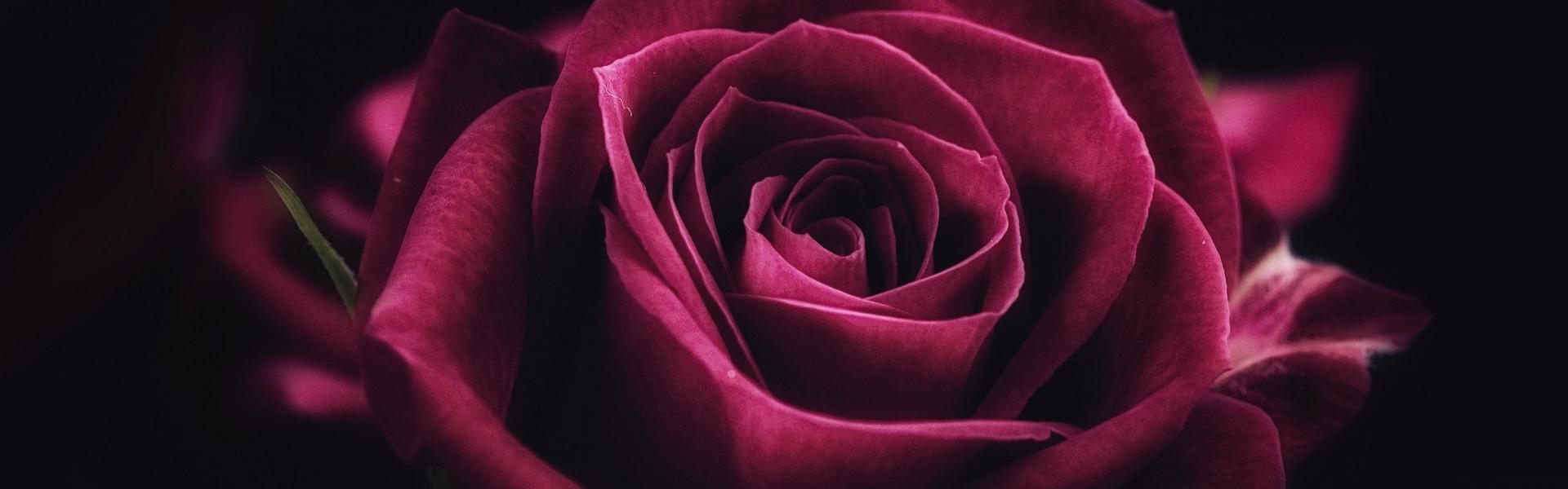 L´amore è una rosa