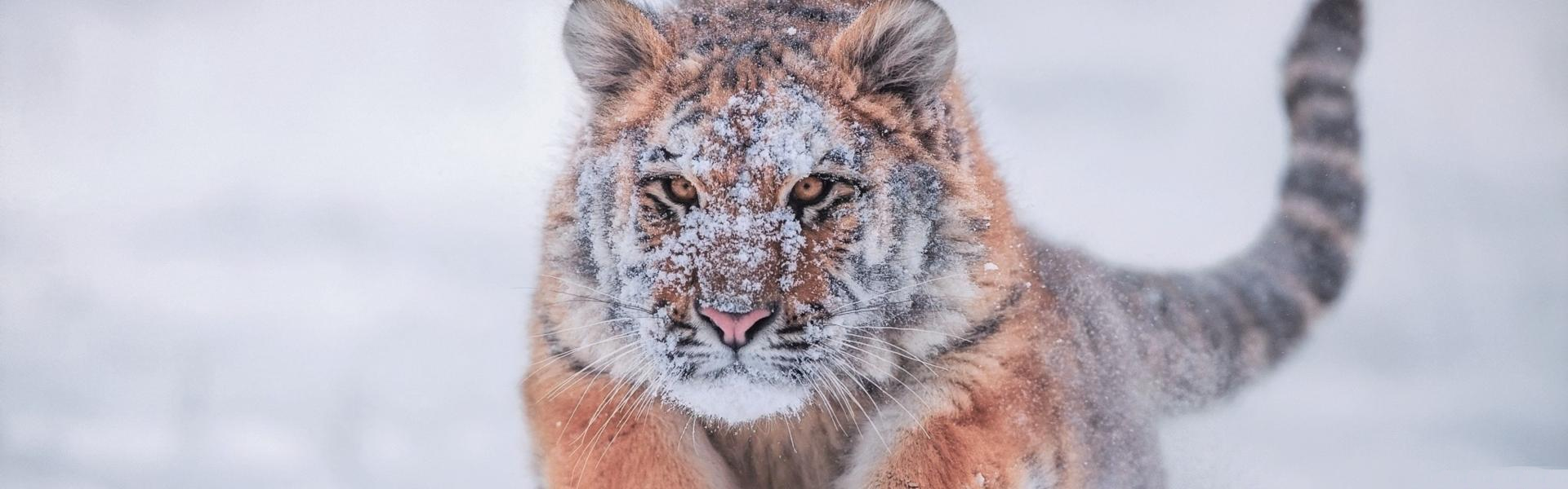 Wallpaper Gatti - Leoni - Tigri - Pantere
