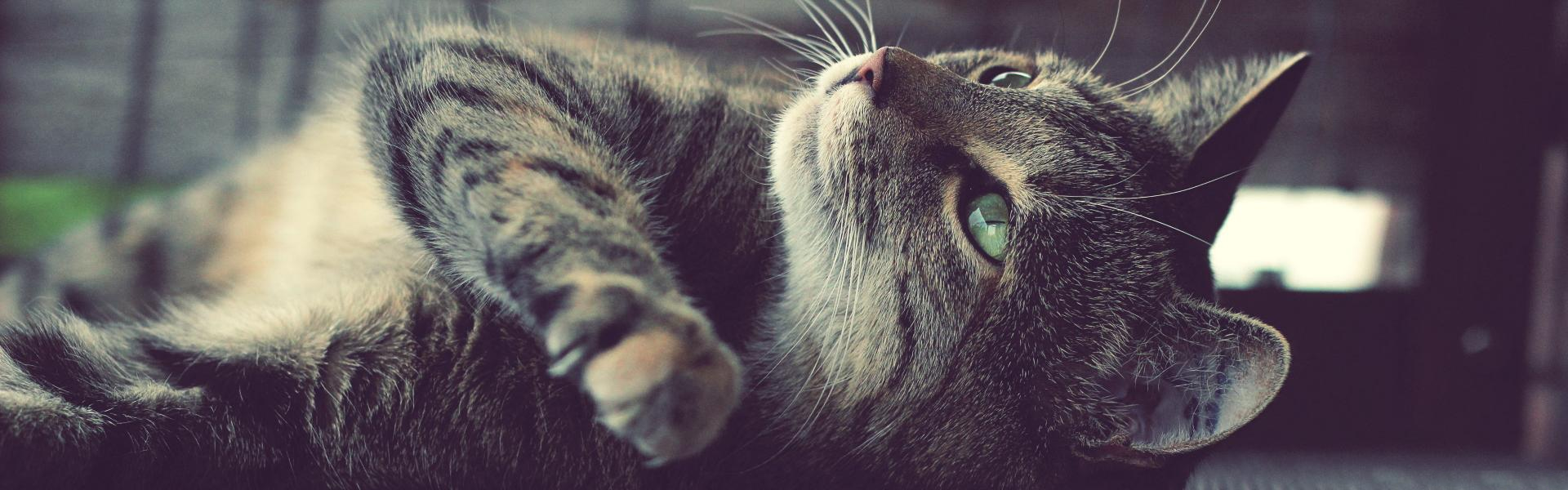 Wallpaper Gatti - Leoni - Tigri - Pantere