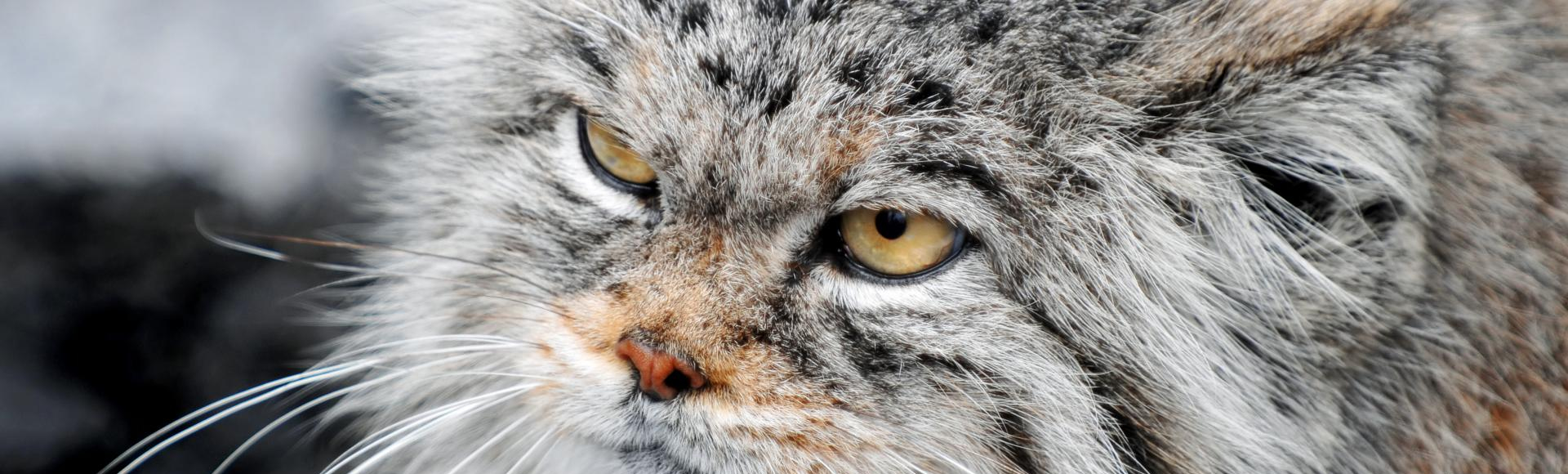Wallpaper Gatti - Leoni - Tigri - Pantere