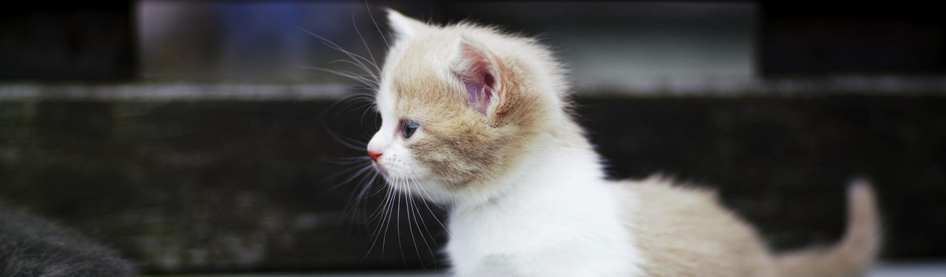 Wallpaper Gatti - Leoni - Tigri - Pantere