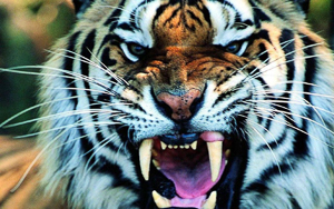 Wallpaper Gatti - Leoni - Tigri