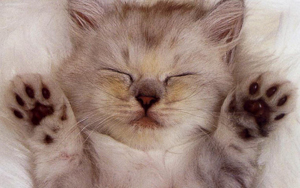 Wallpaper Gatti - Leoni - Tigri