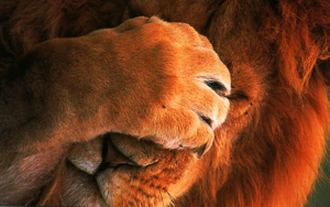 Wallpaper Gatti - Leoni - Tigri