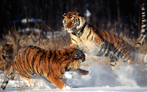 Wallpaper Gatti - Leoni - Tigri