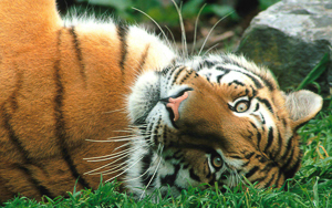 Wallpaper Gatti - Leoni - Tigri