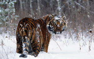 Wallpaper Gatti - Leoni - Tigri