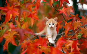 Wallpaper Gatti - Leoni - Tigri