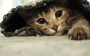 Wallpaper Gatti - Leoni - Tigri