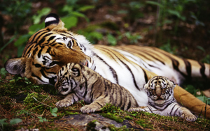 Wallpaper Gatti - Leoni - Tigri