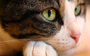Wallpaper Gatti - Leoni - Tigri