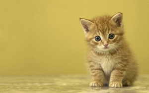 Wallpaper Gatti - Leoni - Tigri