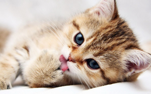 Wallpaper Gatti - Leoni - Tigri