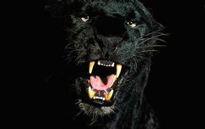 Wallpaper Gatti - Leoni - Tigri