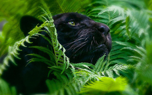 Wallpaper Gatti - Leoni - Tigri