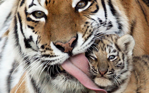 Wallpaper Gatti - Leoni - Tigri
