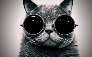 Wallpaper Gatti - Leoni - Tigri