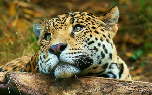 Wallpaper Gatti - Leoni - Tigri