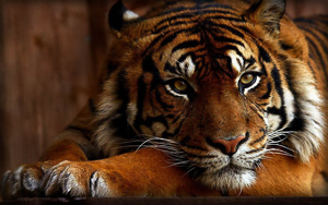 Wallpaper Gatti - Leoni - Tigri